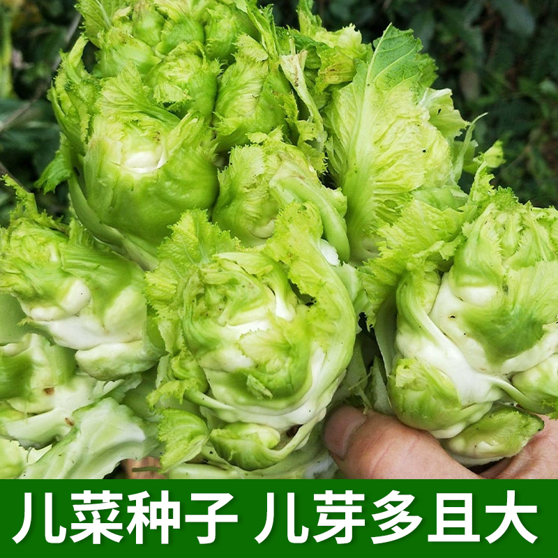 儿菜种子抱子芥菜多子宝塔菜种籽