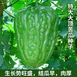 特大大顶苦瓜种子杂交苦瓜种籽种苗齐顶油绿大刺瘤油绿四季蔬菜孑