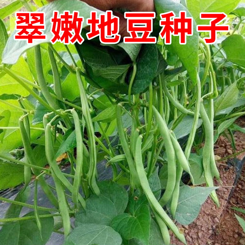 翠嫩地豆种子无架豆不搭架纤维少