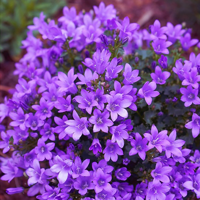 风铃花种子四季开花见土就活室内外庭院阳台易活花种籽草花绿植物