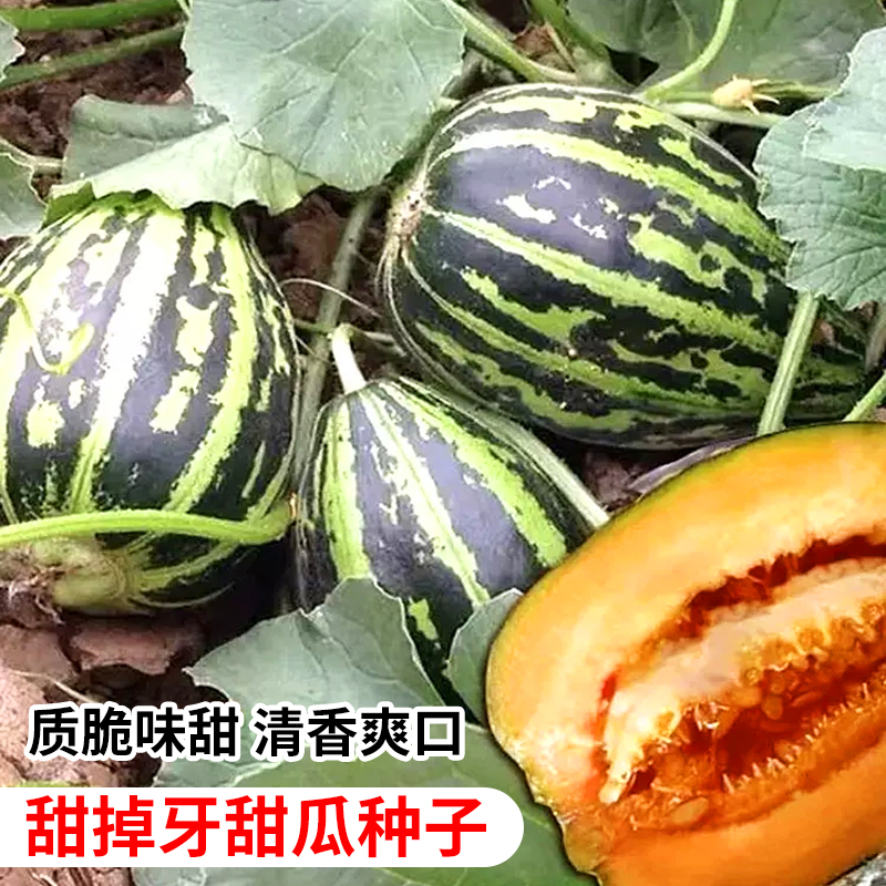 甜掉牙甜瓜种子薄皮超甜四季水果