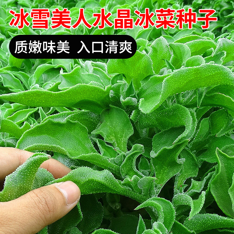 冰雪美人水晶冰菜种子冰草种籽秋播特色养生农家蔬菜阳台盆栽种孑
