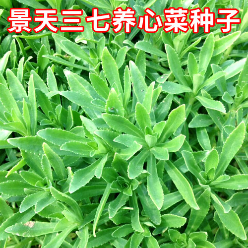 景天三七养心菜种子费菜高钙菜