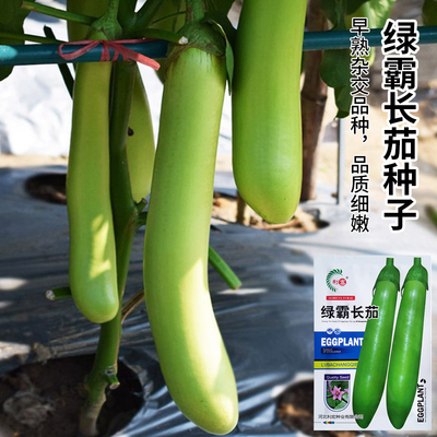 绿霸长茄种子高产四季蔬菜耐寒