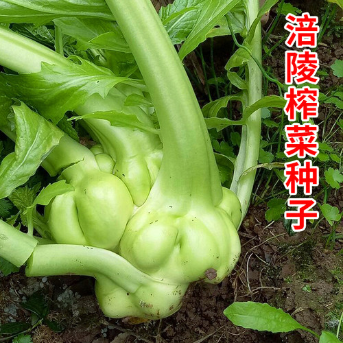 涪陵榨菜种子肉质肥厚嫩脆
