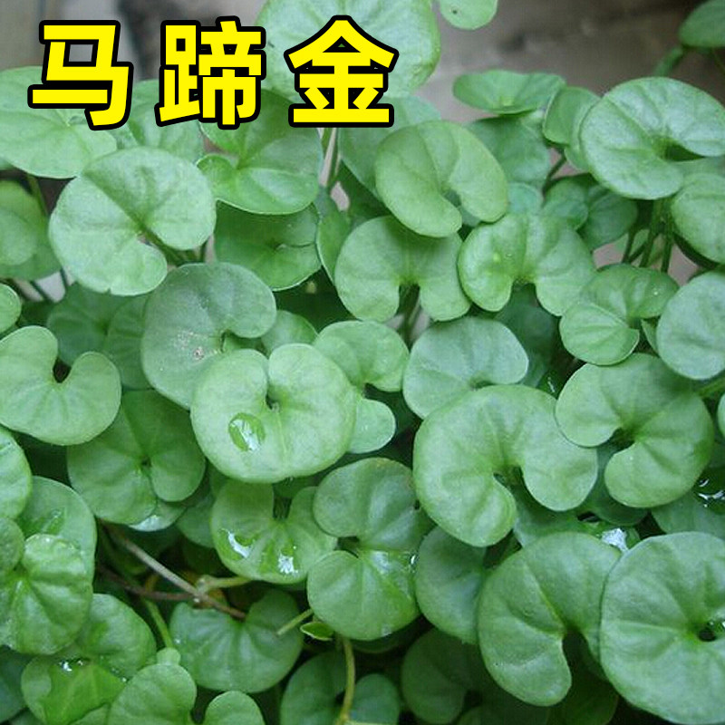 草坪种籽马蹄金种子小金钱草种子荷苞草肉馄饨草金锁匙铜钱草种子