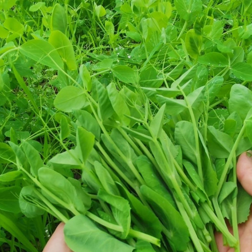 豌豆苗种子四季蔬菜盆栽无须荷兰