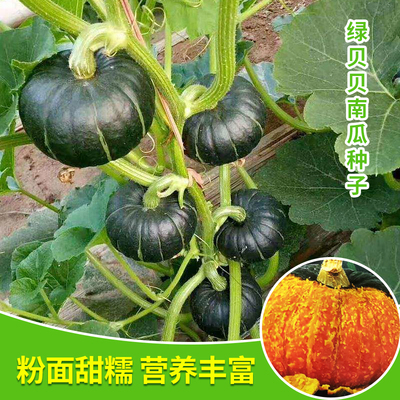 绿贝贝小南瓜种子板栗南瓜