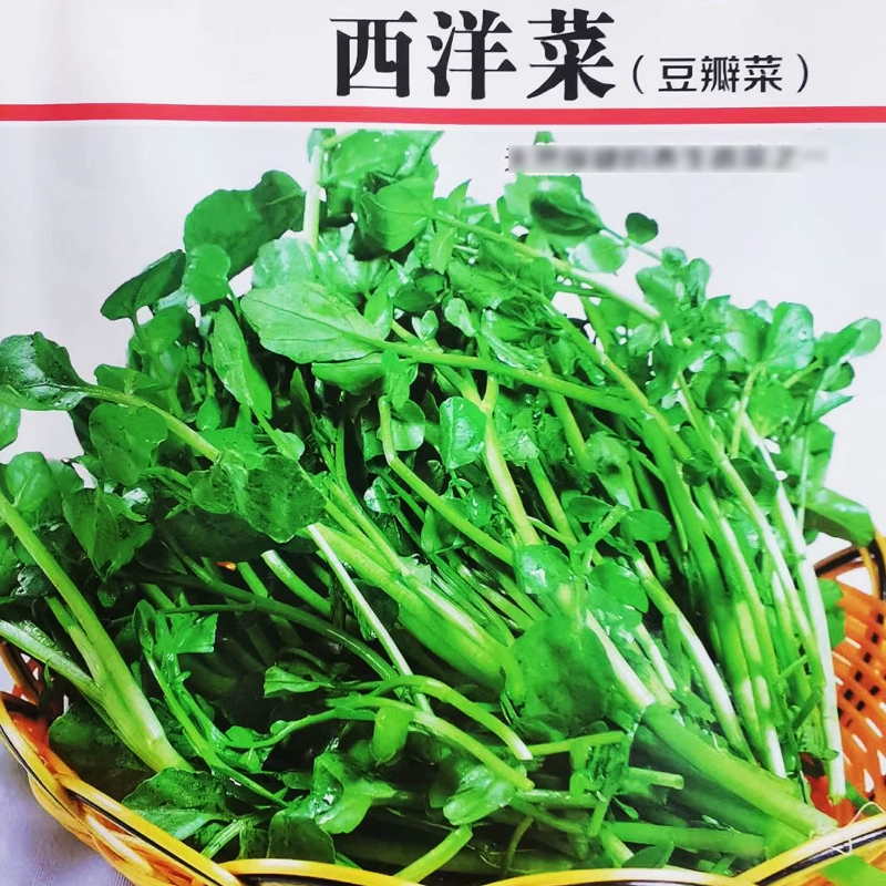 西洋菜种子秋播盆栽超值性价比