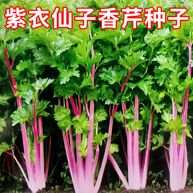 紫衣仙子香芹种子叶柄紫红叶绿味浓郁芹菜种籽农田菜园可盆栽蔬菜,鲜花速递/花卉仿真/绿植园艺,家庭园艺种子,淘宝优惠券,粉丝福利购,淘宝优惠卷