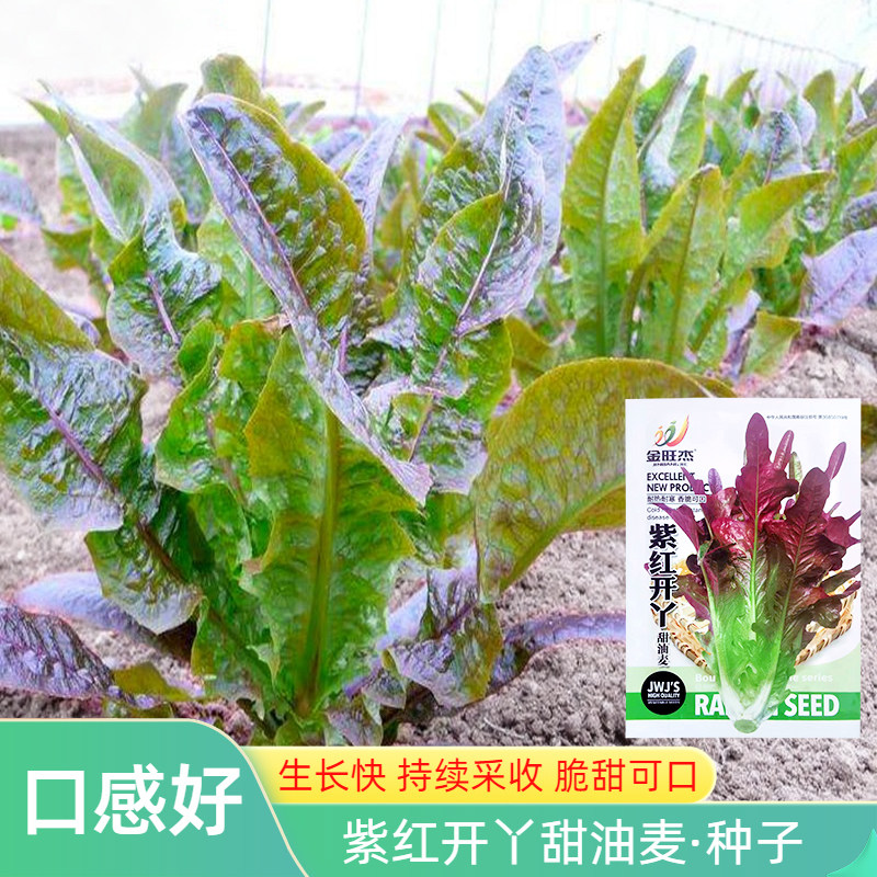 紫红开丫甜油麦菜种子甜麦菜四季耐热大田速生开叉花芽红麦菜籽孑,鲜花速递/花卉仿真/绿植园艺,家庭园艺种子,淘宝优惠券,粉丝福利购,淘宝优惠卷