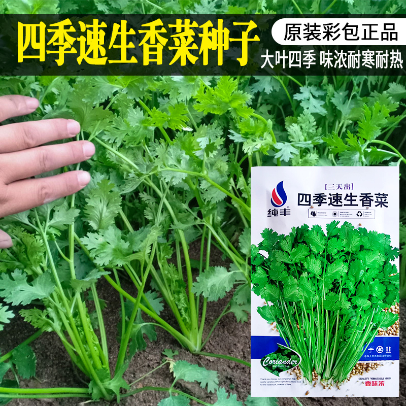 四季速生香菜种子农家香莱盆栽大叶芫荽种孑食用菜种蔬菜种籽大全