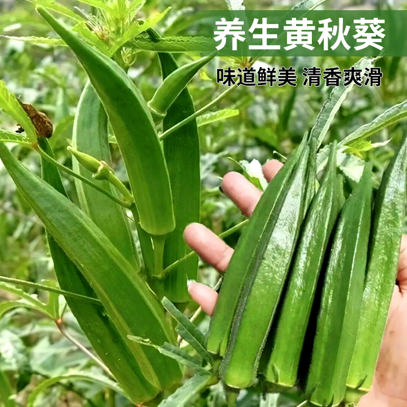 养生黄秋葵种子种籽苗高产水果羊角豆春秋季盆栽蔬菜孑菜种菜籽 鲜花速递/花卉仿真/绿植园艺 家庭园艺种子 原图主图