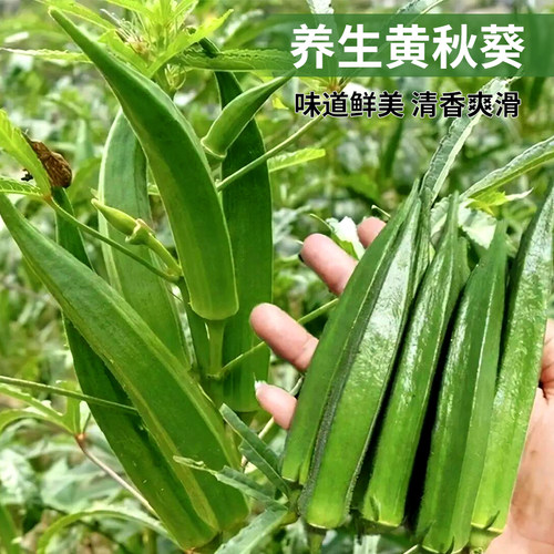 高产蔬菜养生黄秋葵种子菜籽四季