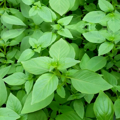 四季荆芥祥和易种植四季