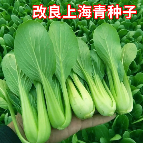 改良上海青种子四季播小油菜种籽