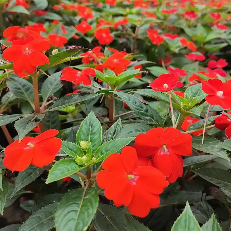 凤仙花种籽四季播种开花一年生图片