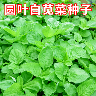 圆叶白苋菜种子四季 可种青苋菜绿苋菜汉菜种籽农家菜园盆栽蔬菜孑
