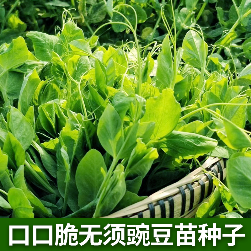 甜脆无须豌苗种子豌豆尖种籽