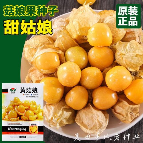 四季种子灯笼东北奶香姑娘果树