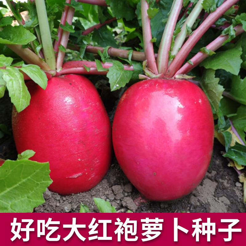 好吃大红袍萝卜种子红皮白心