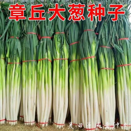 铁杆大葱种子山东章丘四季葱种子