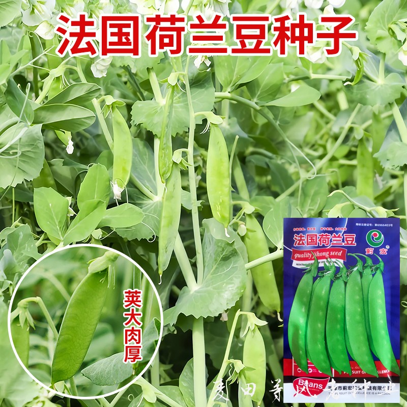 荷兰豆种子四季蔬菜常丰