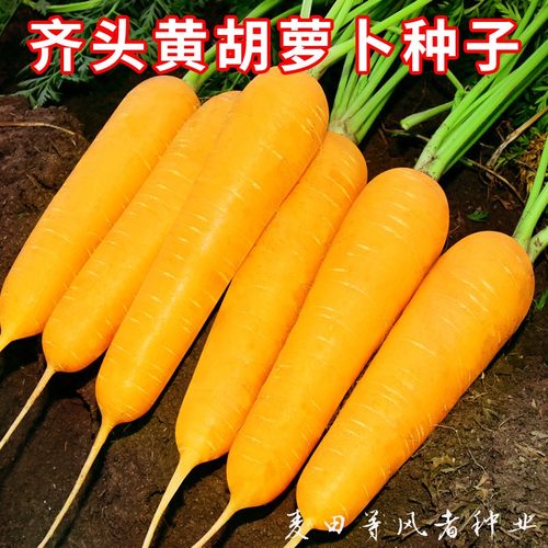 齐头黄胡萝卜种子生吃黄色萝卜