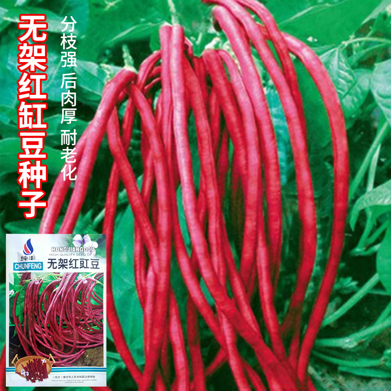 无架红缸豆种子不搭架高产豆角