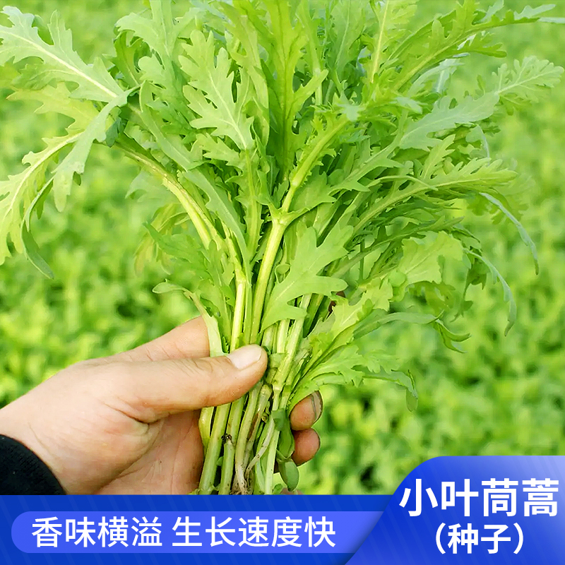 容易种植小叶茼蒿种子四季播种