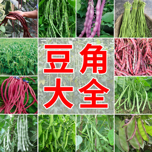 豆角种子大全四季豆农家蔬菜种籽