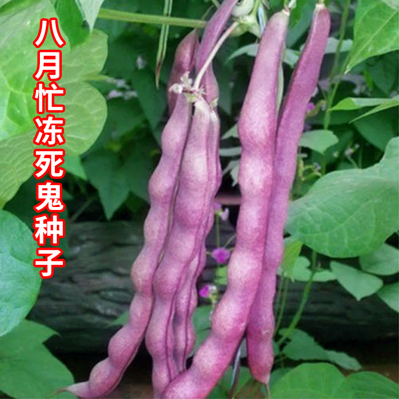 八月忙冻死鬼紫色豆角四季豆种籽