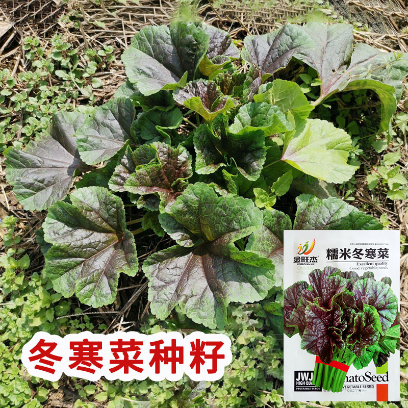 田园蔬菜糯米冬寒菜早熟耐寒耐湿