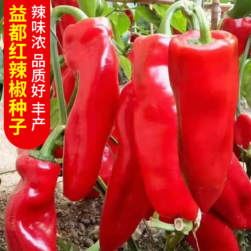 益都红辣椒种子苗阳台盆栽庭院农家作物播春夏秋季疏蔬菜种籽大全 - 实物图