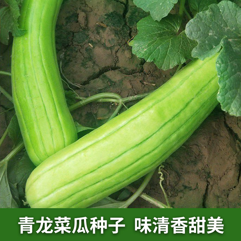 青龙菜瓜种子脆瓜梢瓜种籽甜脆艮瓜味清香生食凉拌腌蔬菜水果种孑