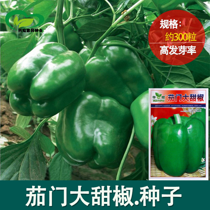 甜脆大农家甜椒种子农田菜园盆栽阳台易种植高产蔬菜肉厚菜椒籽