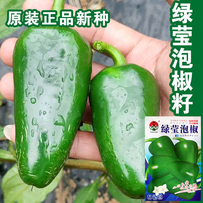 绿莹泡椒种子港椒种子子弹椒墨西哥辣椒种子腌渍辣椒种子辣度高