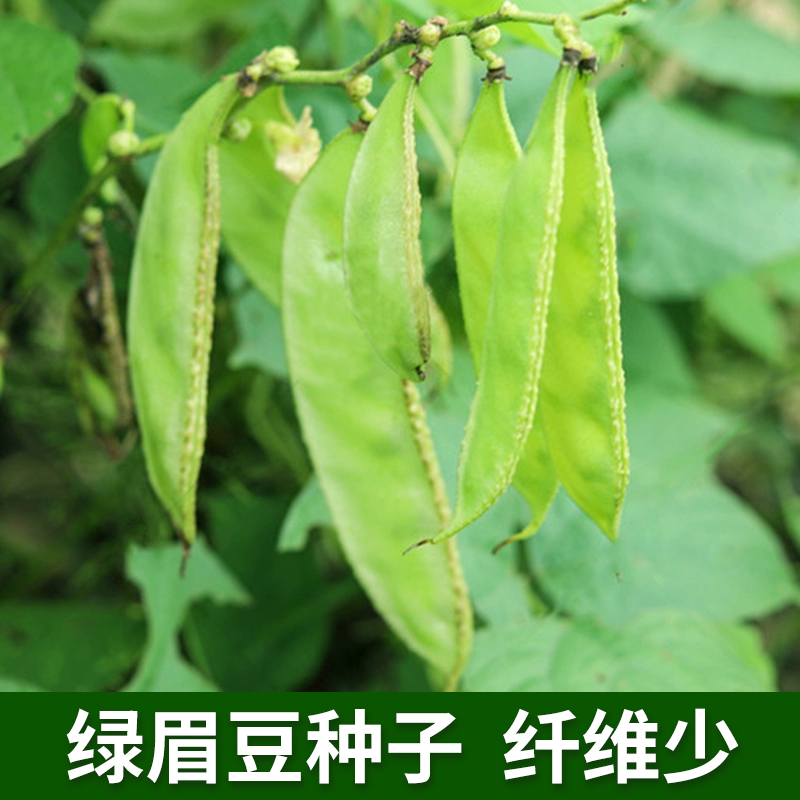 绿眉豆种子绿荚蛾眉豆菜豆青扁豆