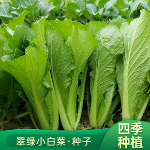 翠绿小白菜种子速生无毛青梗青菜春四季 阳台庭院农家疏蔬菜种籽孑