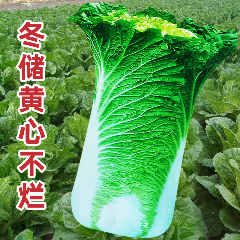 东北大白菜黄心冬储不烂农家