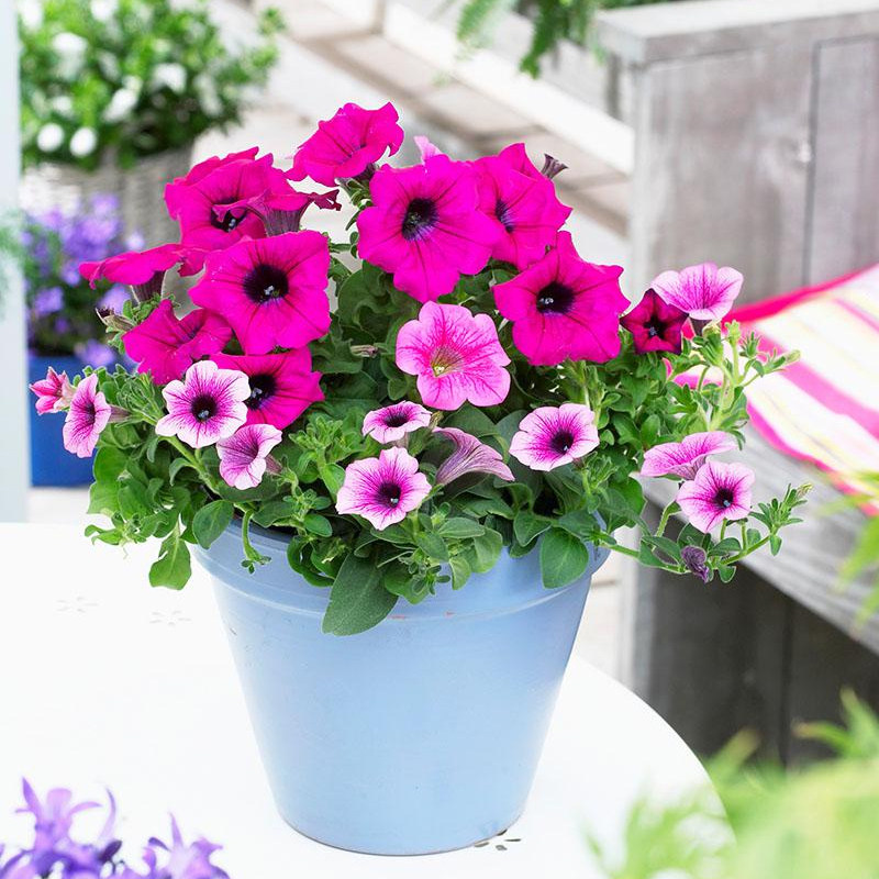 大花矮牵牛花种子喇叭花盆栽爬藤混色花卉种籽草花种花籽