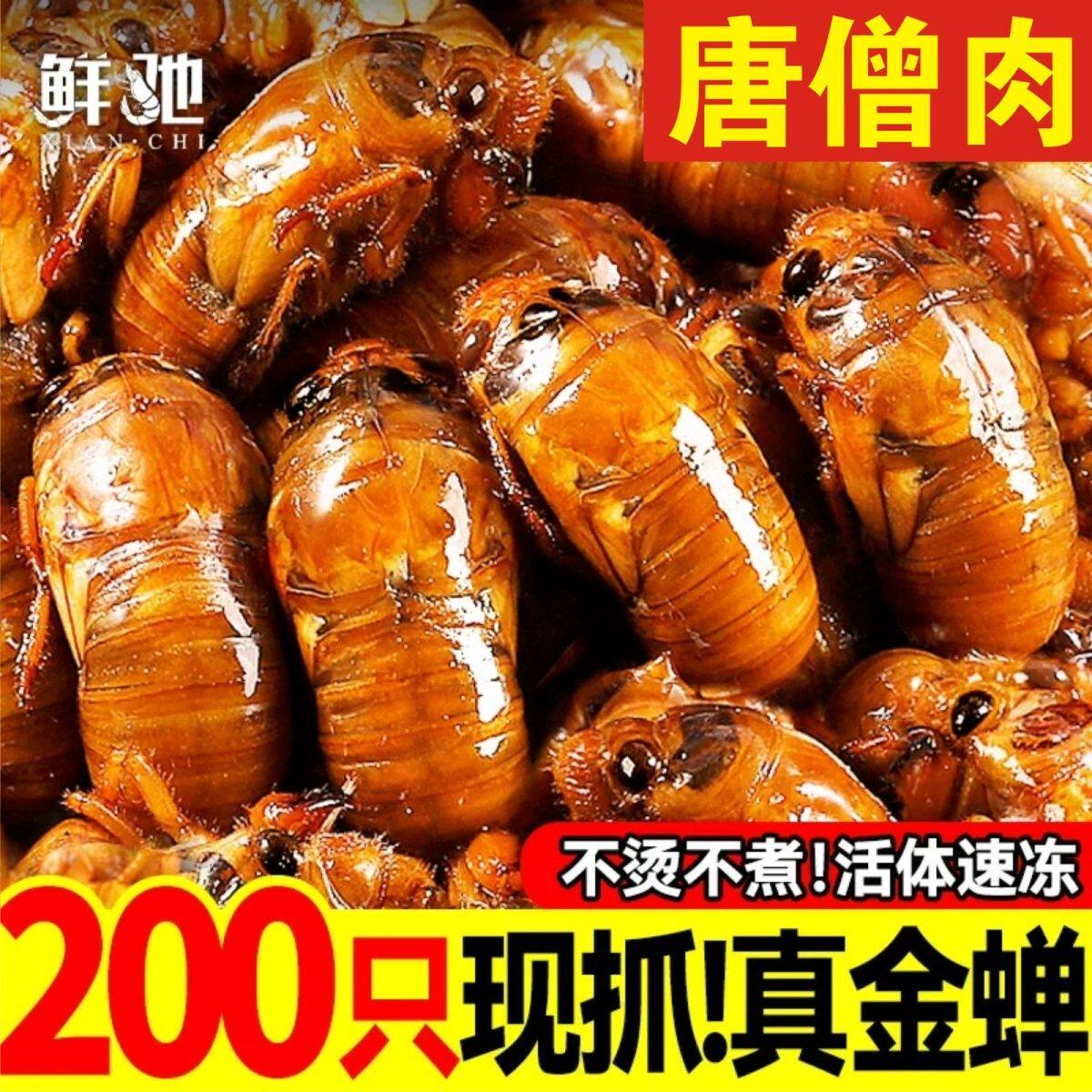 【大蝉专用】山东大金蝉唐僧肉知了猴杜仲金蝉鲜活速冻活体爬叉猴