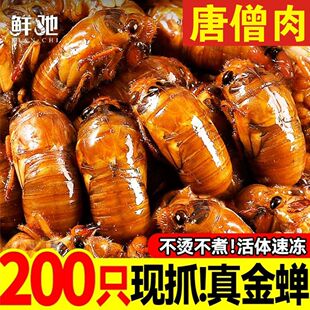 【顺丰包邮】山东鲜活大金蝉唐僧肉知了猴杜仲金蝉速冻活体爬叉猴