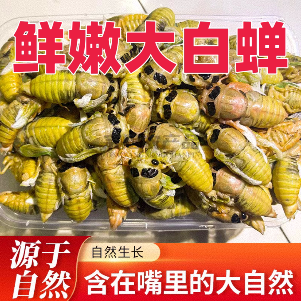 【头茬新货】2025山东白蝉新鲜脱壳知了猴杜仲金蝉活体爬叉虫顺丰