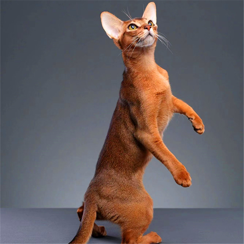 阿比西尼亚猫幼猫宠物猫红阿比蓝阿比小鹿色原始色双血统北京猫舍