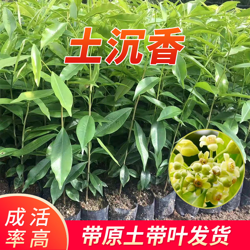 土沉香花苗正宗海南沉香白木香苗嫁接绿奇楠沉香名贵树苗带土带叶
