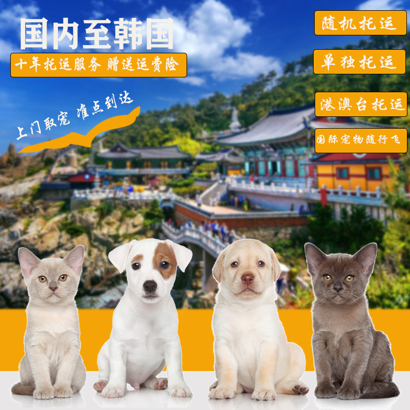 宠物托运赠送运费险上门取宠