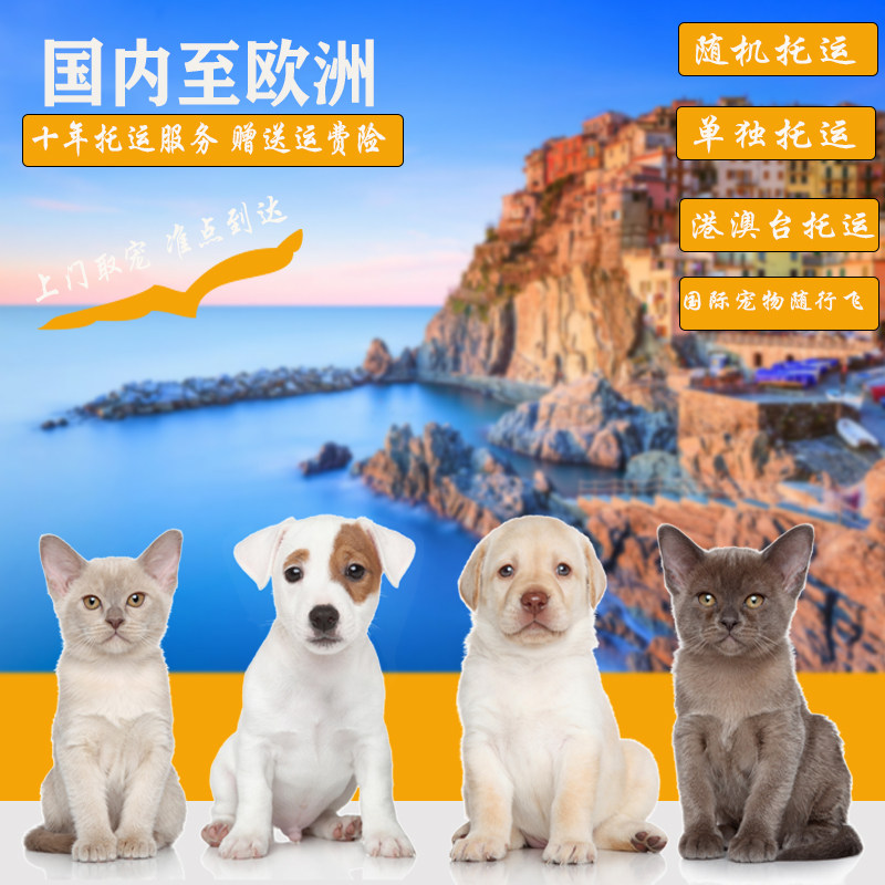 青岛国际宠物托运公司韩国宠物托运猫咪狗狗代办手续一站式服务
