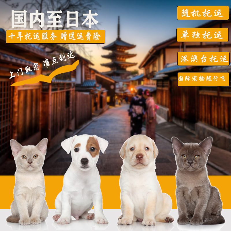 青岛至日本宠物托运公司宠物托运服务上门取宠物出国手续办理