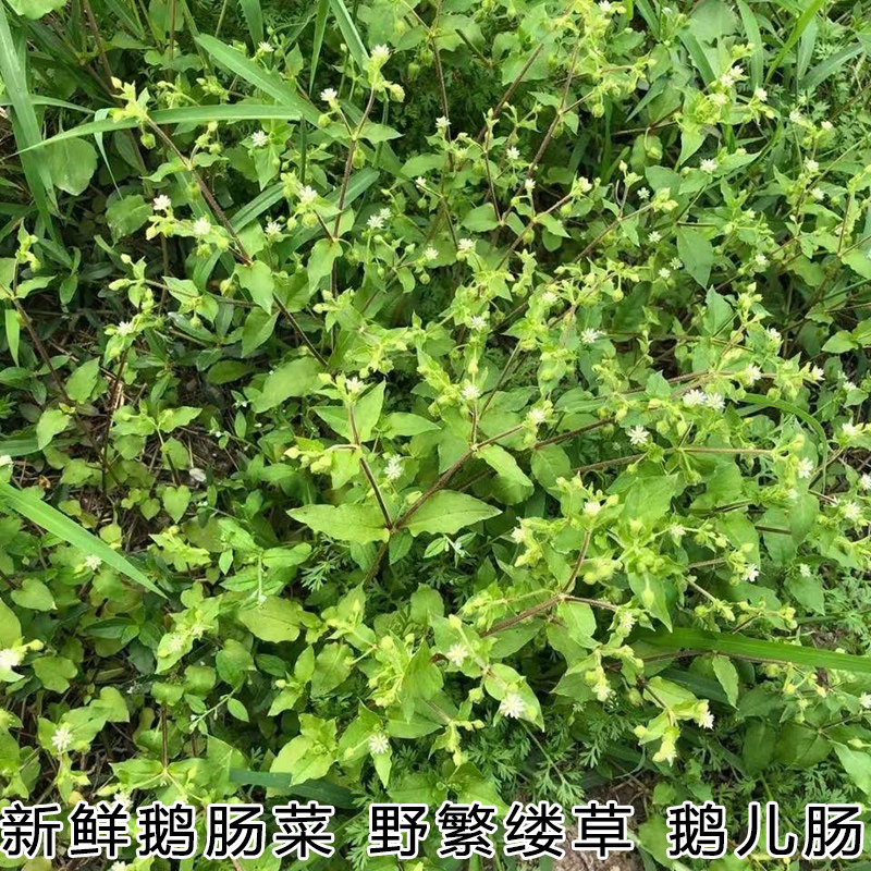 新鲜现采繁缕草 野草鹅儿肠鸡儿肠草鹅肠菜鹅儿长鹅肠草 牛繁缕草